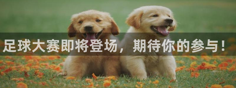 足球大赛即将登场，期待你的参与！