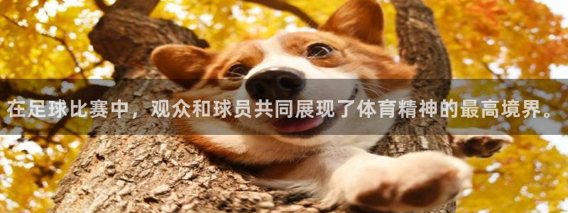 在足球比赛中，观众和球员共同展现了体