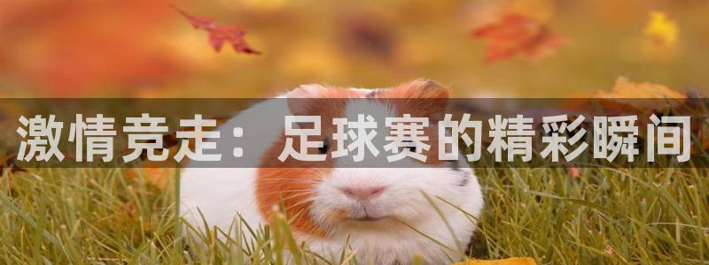 激情竞走：足球赛的精彩瞬间