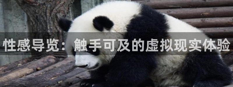 雨燕免费体育直播在线看：性感导览：触手可及的虚拟现实体验